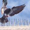 Bird-B-Gone, Inc. Plastic Bird Spikes<BR><BR>